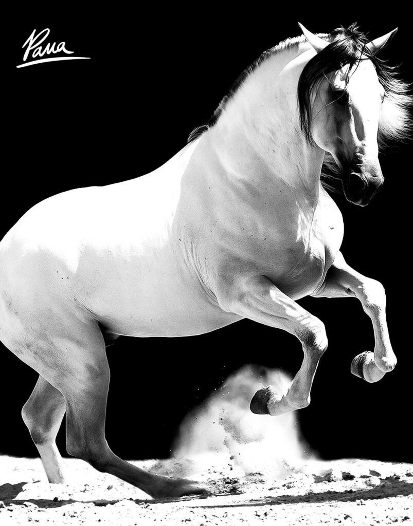 monataraz blanco y negro www