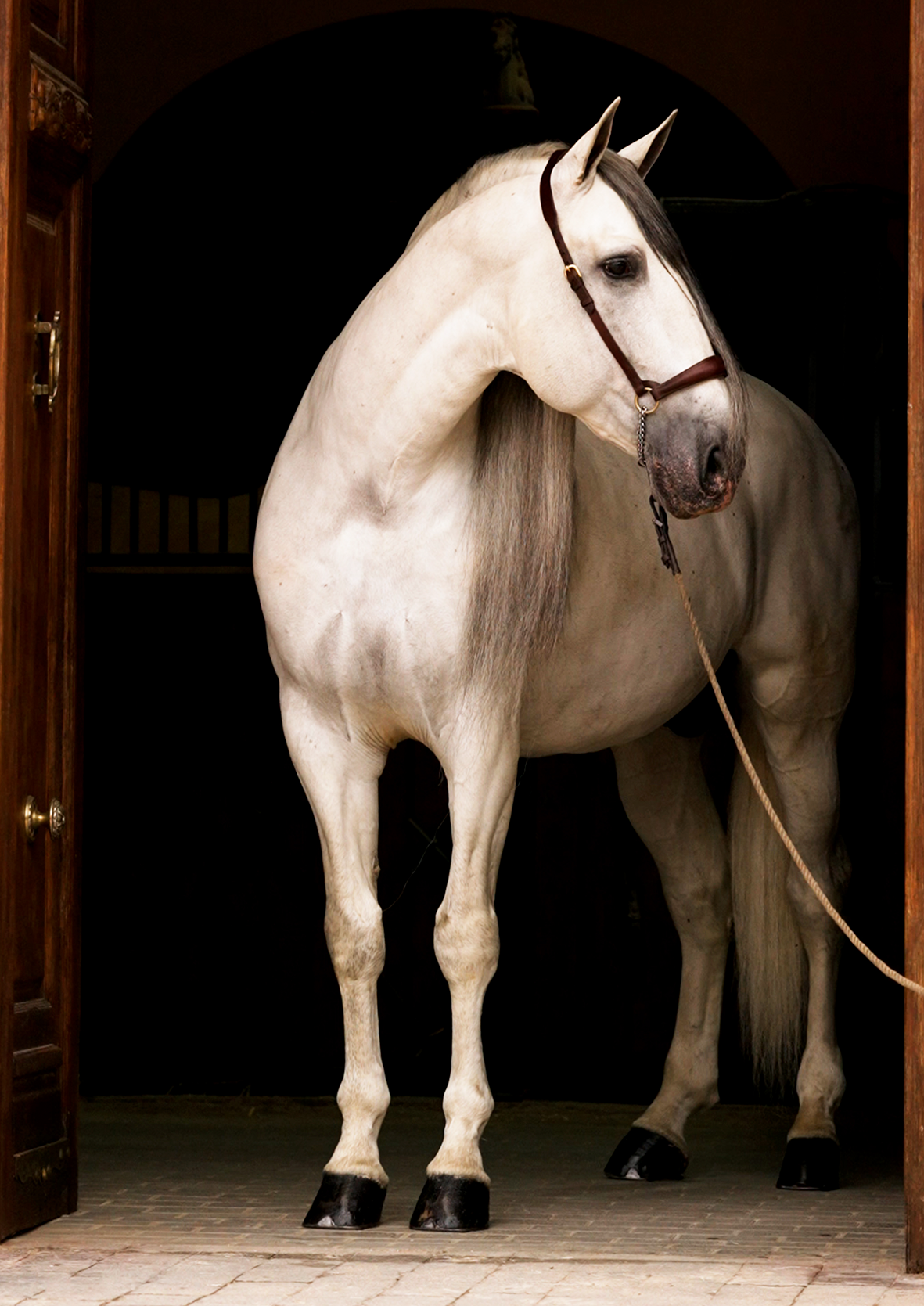 CARRUSEL 1