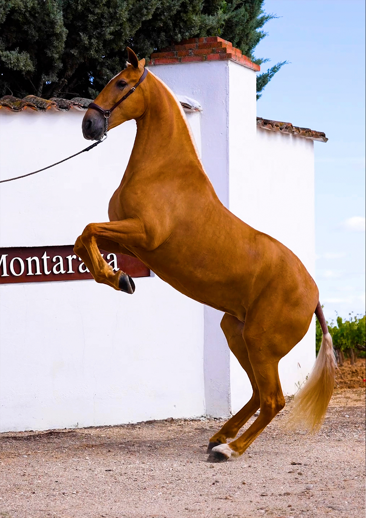 CARRUSEL 13