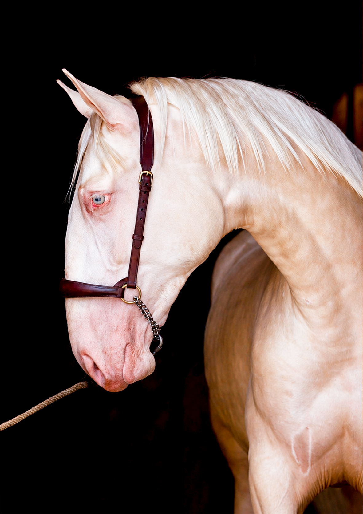 CARRUSEL 2