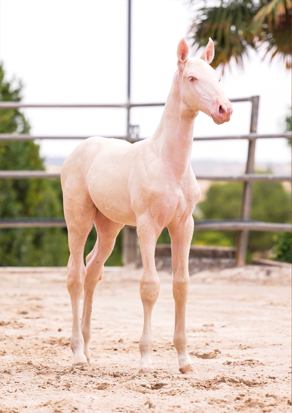 CARRUSEL 3