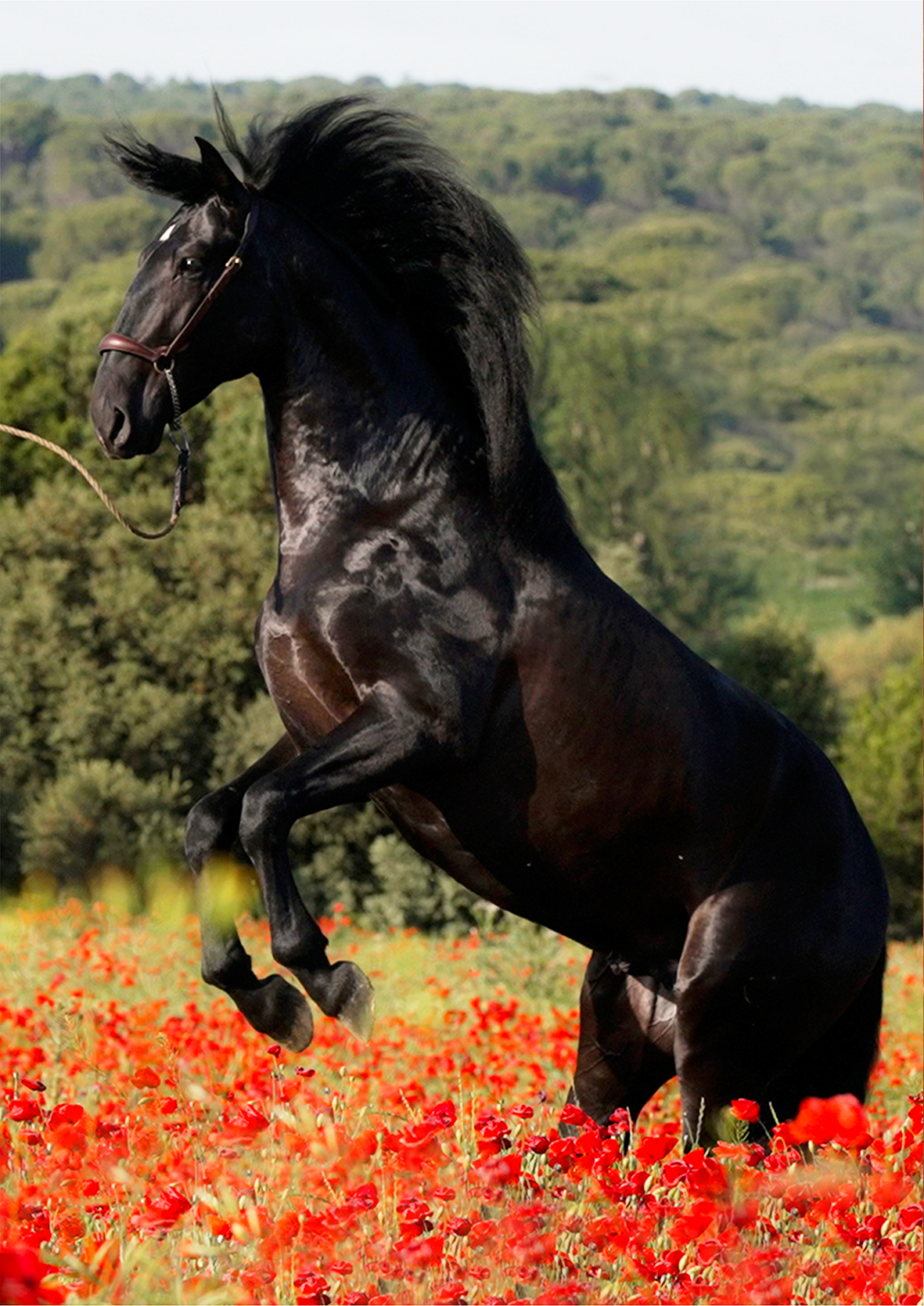 CARRUSEL 6